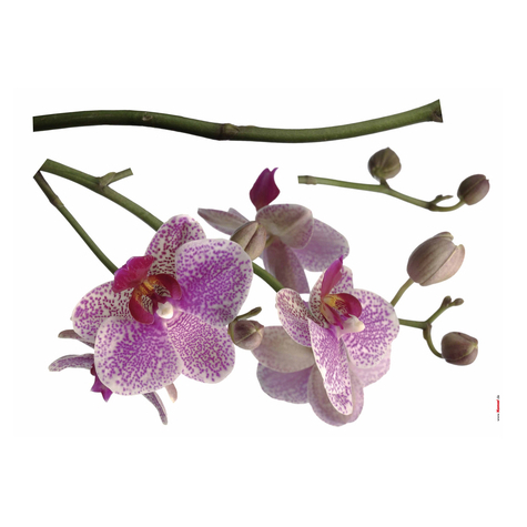 Wall Tattoo - Orchid - Size 100 X 70 Cm