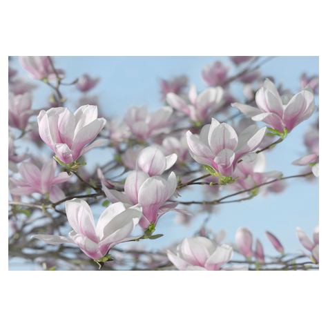 Valokuva Taustakuvat - Magnolia - Koko 368 X 254 Cm