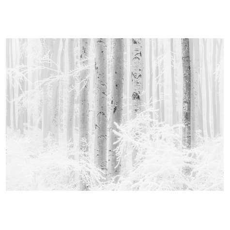 Fleece Valokuva Taustakuva  - Winter Wood - Koko 400 X 280 Cm