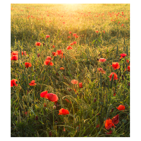 Fleece Valokuva Taustakuva  - Poppy World - Koko 250 X 280 Cm