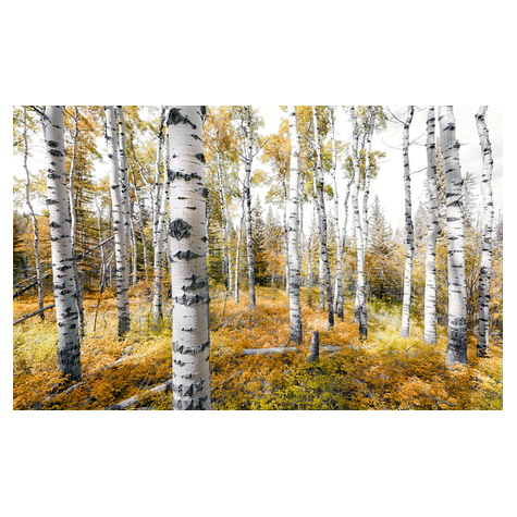 Fleece Valokuva Taustakuva  - Värikäs Haapapuu - Koko 450 X 280 Cm