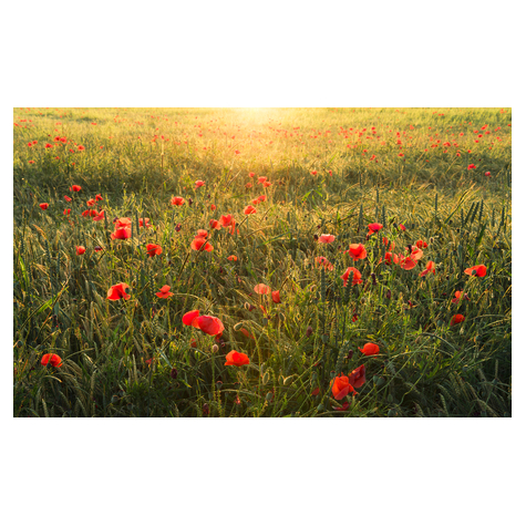 Fleece Valokuva Taustakuva  - Poppy World - Kokoa 450 X 280 Cm