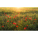 Non-Woven Wallpaper - Poppy World - Size 450 X 280 Cm